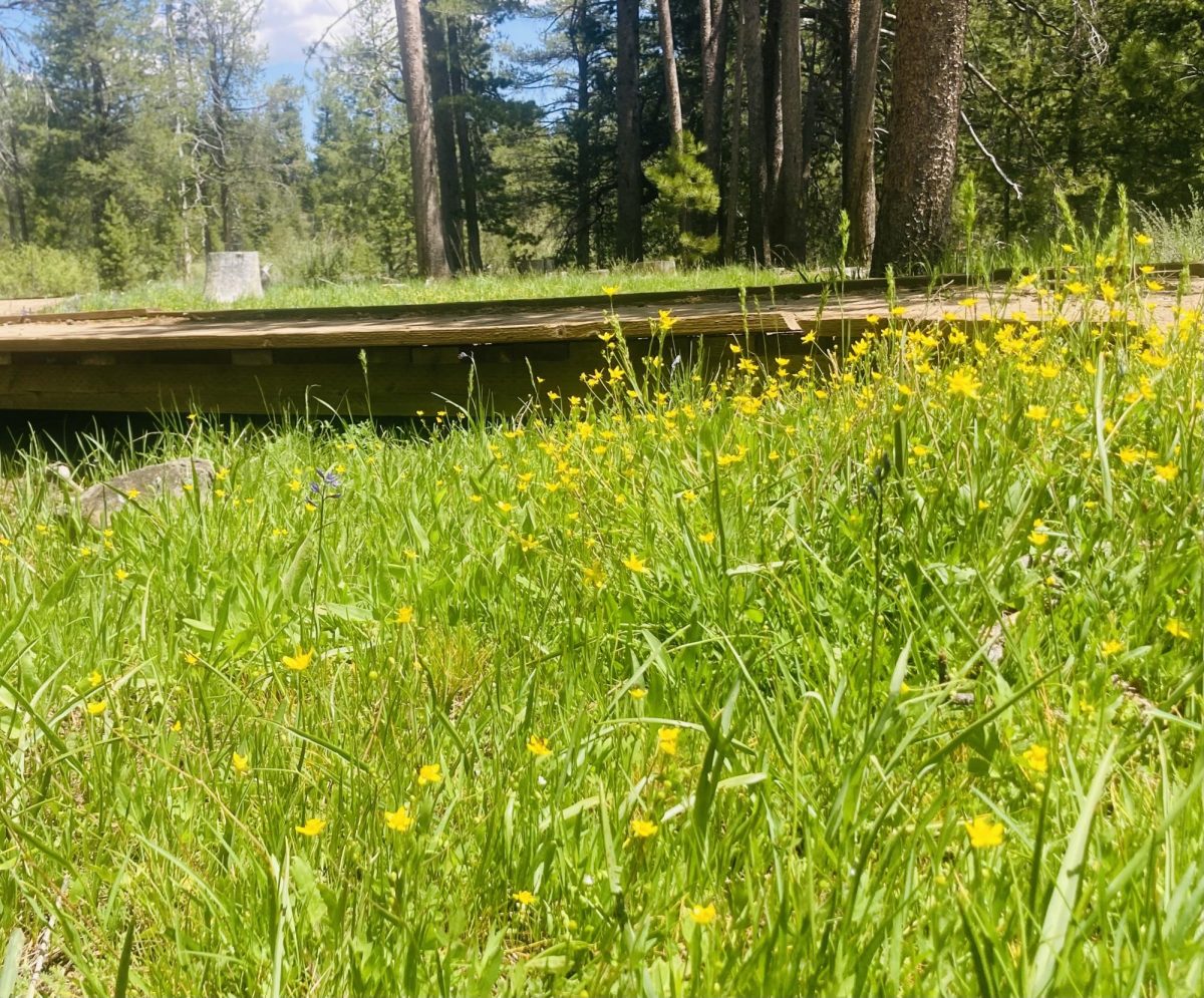 Hikes and Flowers in Truckee