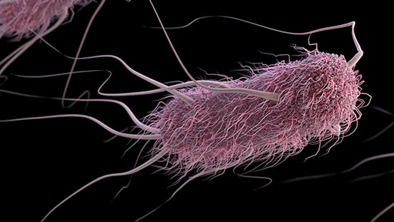 What the Recent E. coli Outbreak Can Teach Us