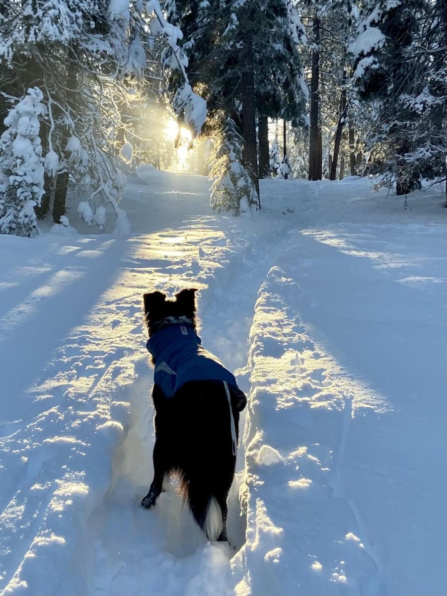 Dog Safety During Truckee's Winters